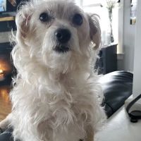 Banfield Pet Hospital ico