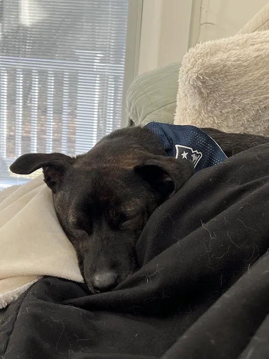 Salem Animal Hospital Picture 6