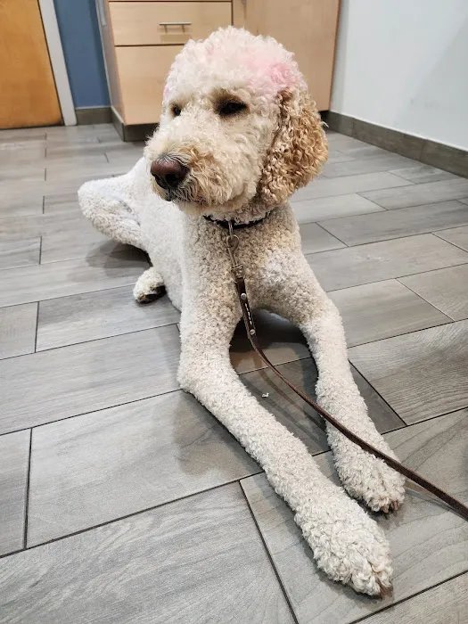 Salem Animal Hospital Picture 7