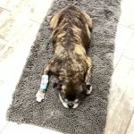 Salem Animal Hospital