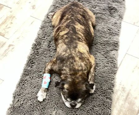 Salem Animal Hospital
