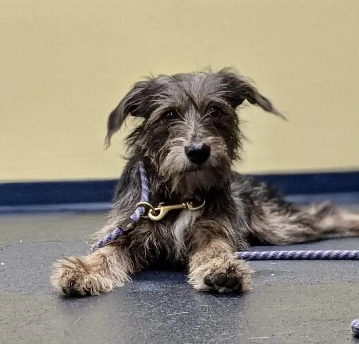Salem Animal Hospital Picture 3