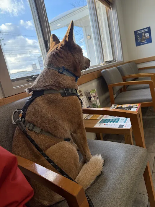 Salem Animal Hospital Picture 10