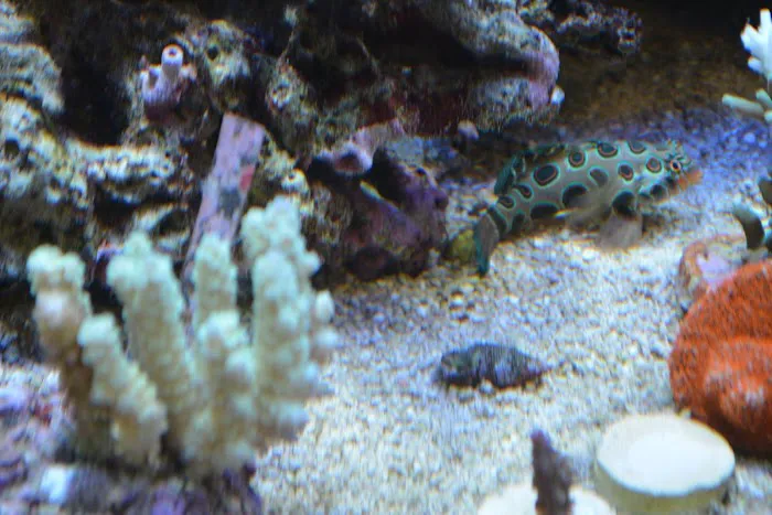 Premium Aquatics Picture 1