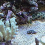 Premium Aquatics