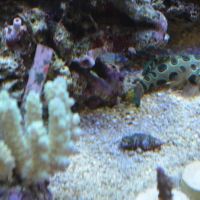 Premium Aquatics ico
