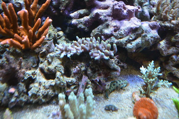 Premium Aquatics Picture 7