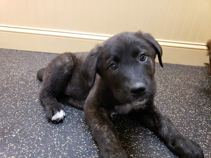 Northwood Veterinary Hospital Picture 7