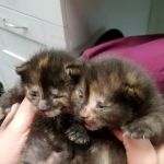 Northwood Veterinary Hospital