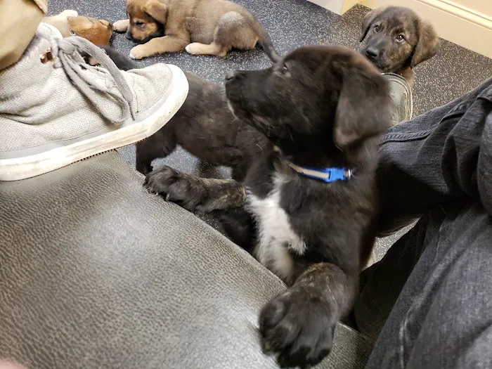 Northwood Veterinary Hospital Picture 2