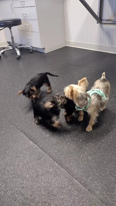 Northwood Veterinary Hospital Picture 5