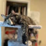Alton Veterinary Clinic