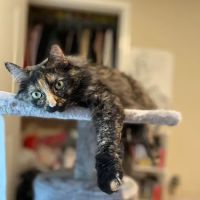 Alton Veterinary Clinic ico