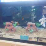 Petco