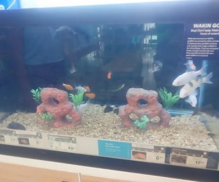 Petco