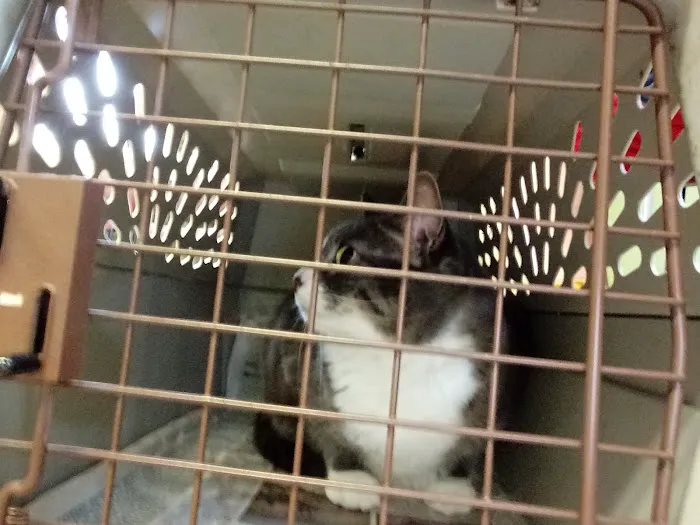 Cocheco Veterinary Hospital Picture 6