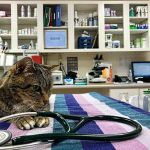 Linwood Veterinary Clinic
