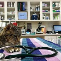 Linwood Veterinary Clinic ico