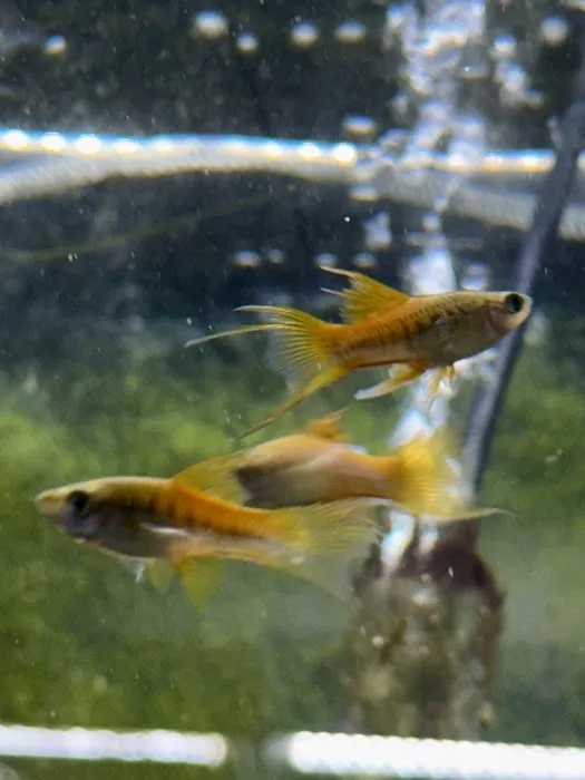 Fish Happens Picture 8