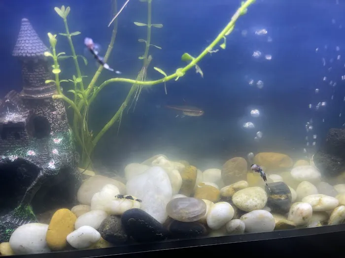Aquatic Arts Picture 2