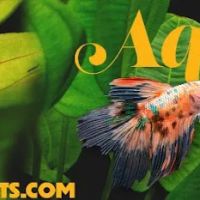 Aquatic Arts ico