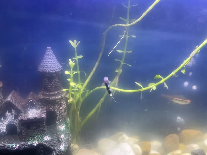 Aquatic Arts Picture 6