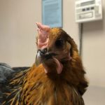 Bradford Veterinary Clinic