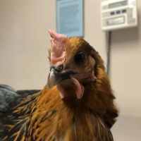 Bradford Veterinary Clinic ico