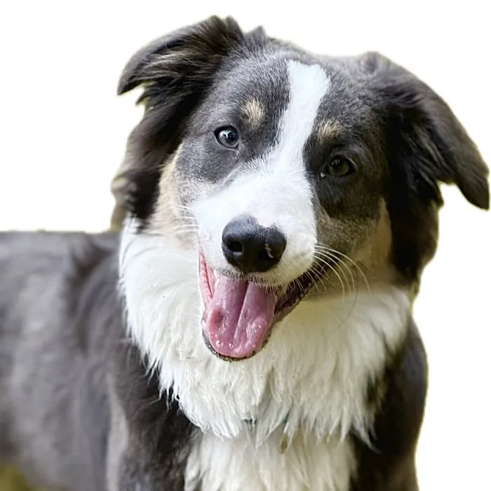 Raymond Animal Hospital Picture 6