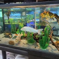 The Reef Aquarium Shop ico