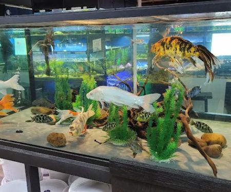 The Reef Aquarium Shop