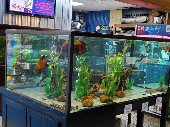 The Reef Aquarium Shop Picture 8
