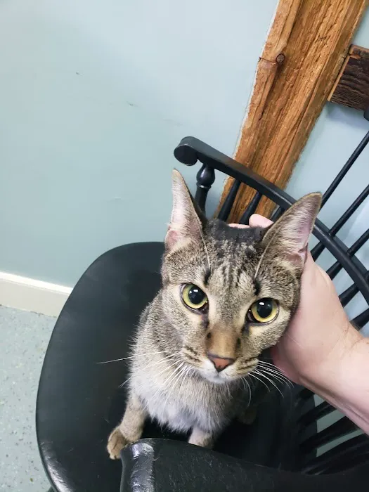 Black Rocks Animal Hospital Picture 10
