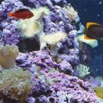 Abyss Systems Inc