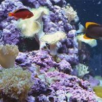 Abyss Systems Inc ico