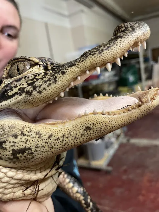 Scales N Tails Exotic Pet Supply Picture 2