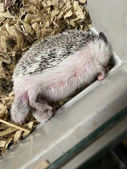 Scales N Tails Exotic Pet Supply Picture 4