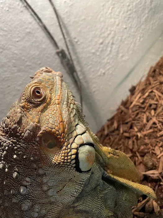 Scales N Tails Exotic Pet Supply Picture 5
