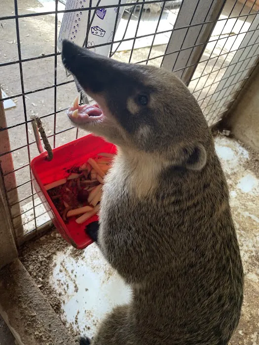 Scales N Tails Exotic Pet Supply Picture 9