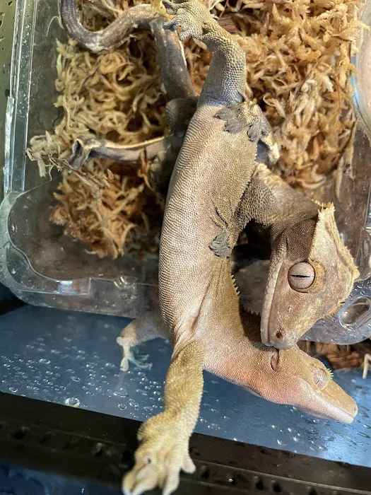 Scales N Tails Exotic Pet Supply Picture 10