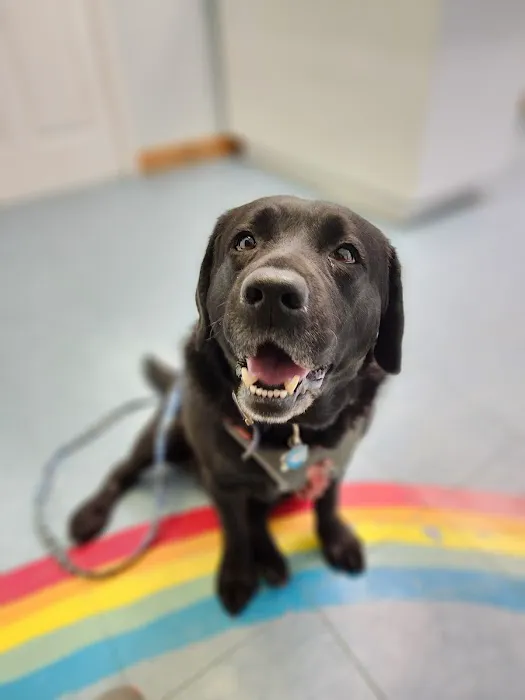 Cornerstone Veterinary Hospital Picture 3