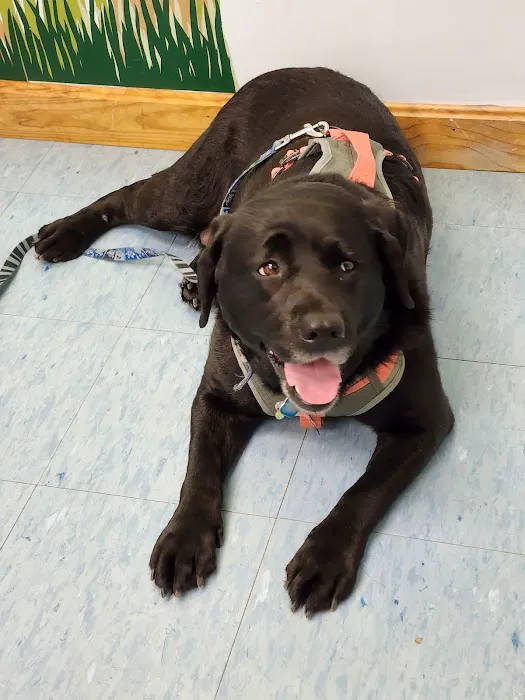 Cornerstone Veterinary Hospital Picture 10