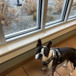 Hampstead Animal Hospital