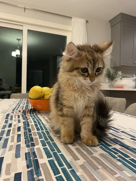NH Siberian Cats & Kittens Picture 1