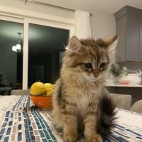 NH Siberian Cats & Kittens ico