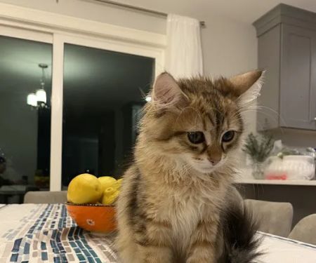 NH Siberian Cats & Kittens