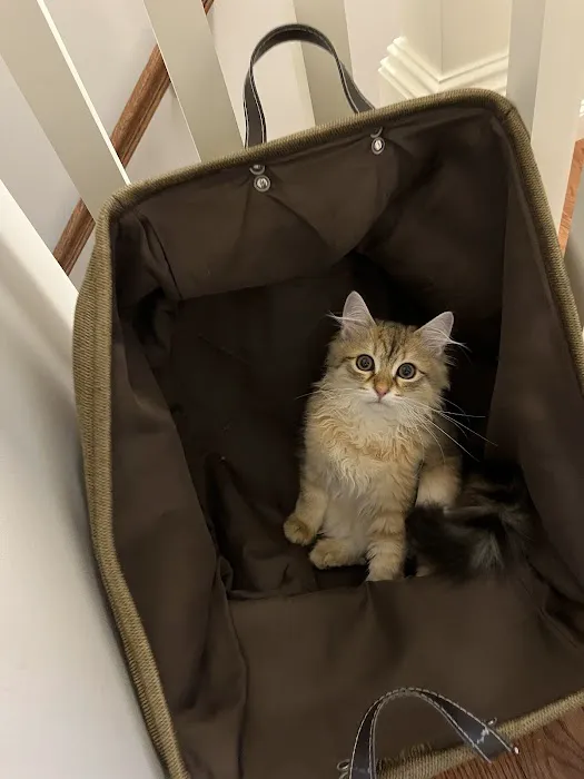 NH Siberian Cats & Kittens Picture 4