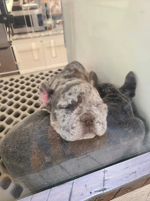 Puppygram Indiana Picture 4