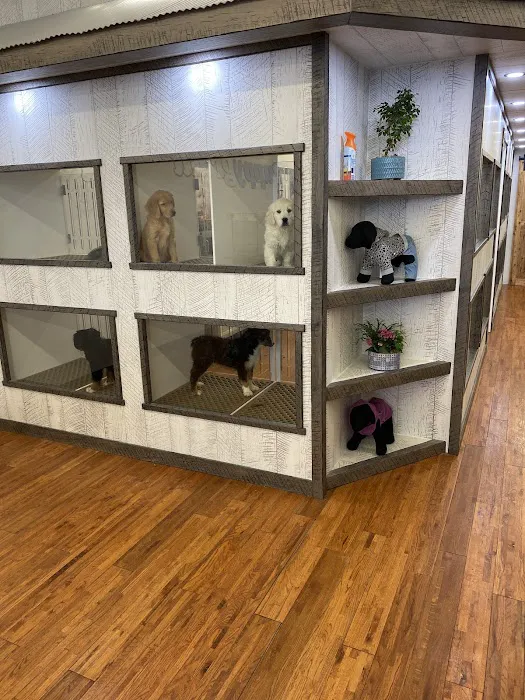 Puppygram Indiana Picture 8