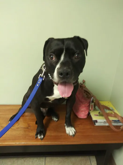 Edgefield Veterinary Hospital, LLC Picture 9